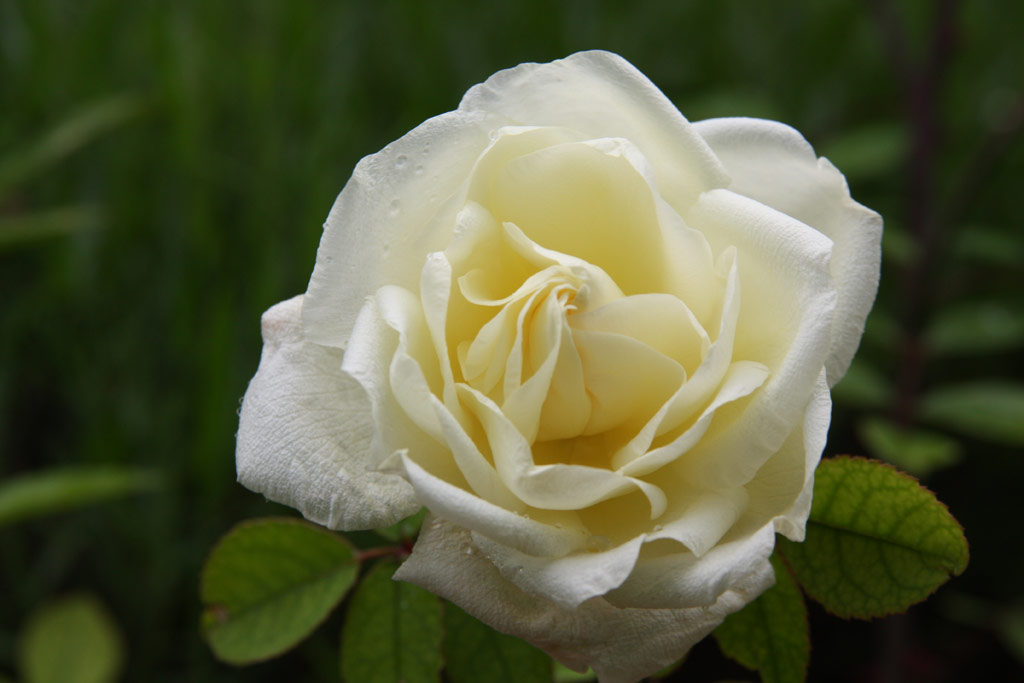 růže Marie van Houtte