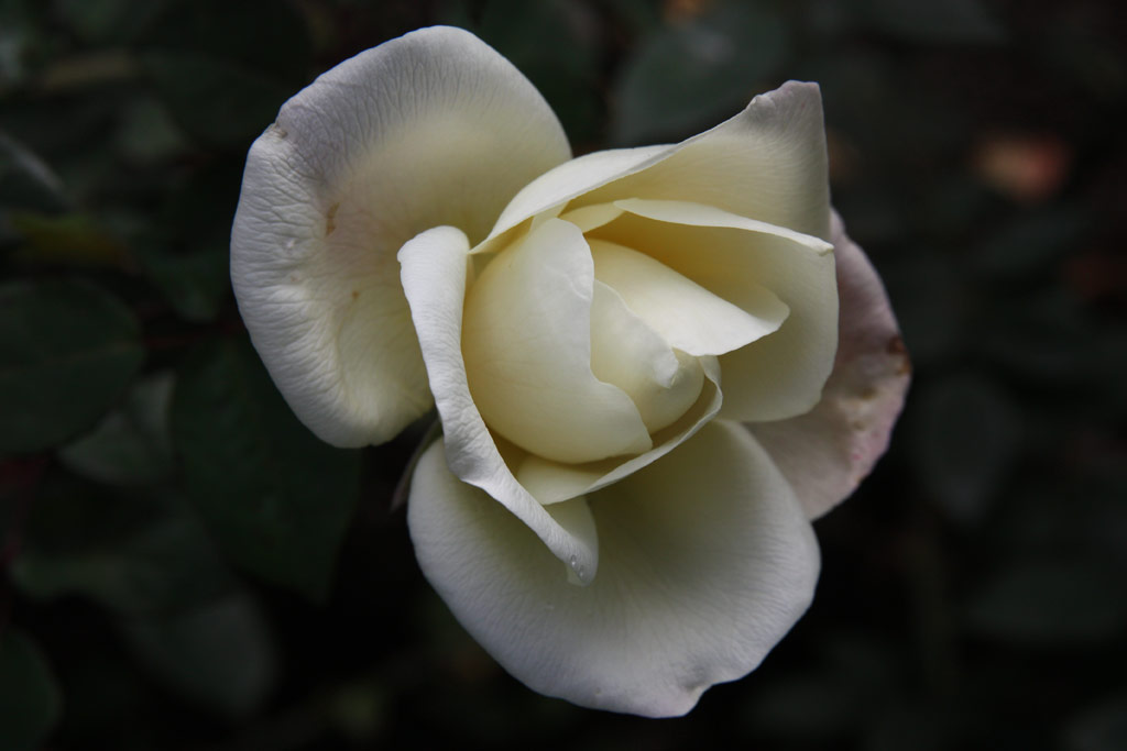 růže Marie van Houtte