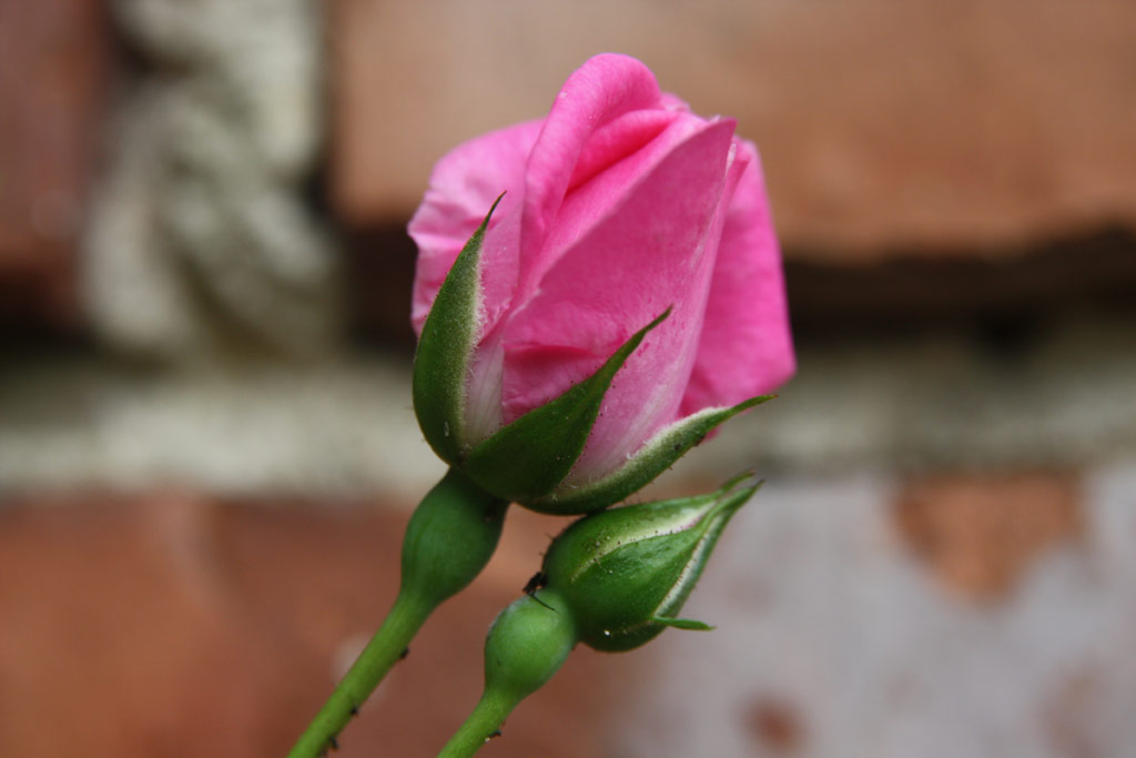 růže Marietta Silva Tarouca