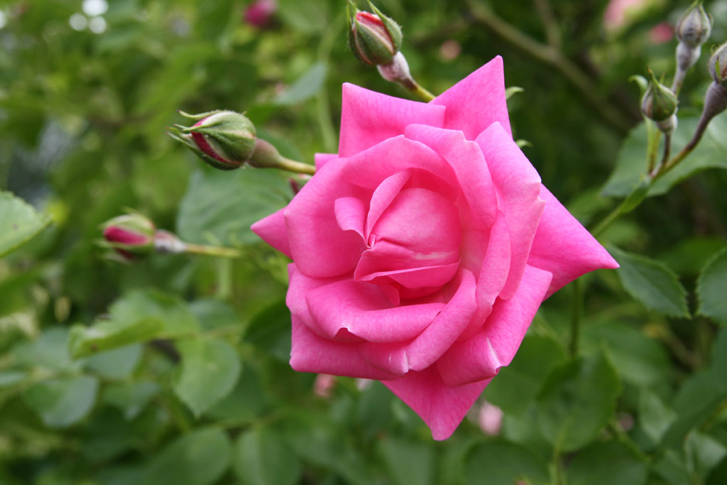 růže Marietta Silva Tarouca