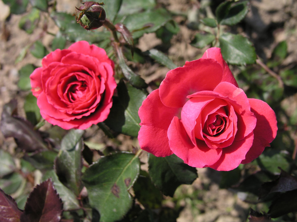 růže Marimba