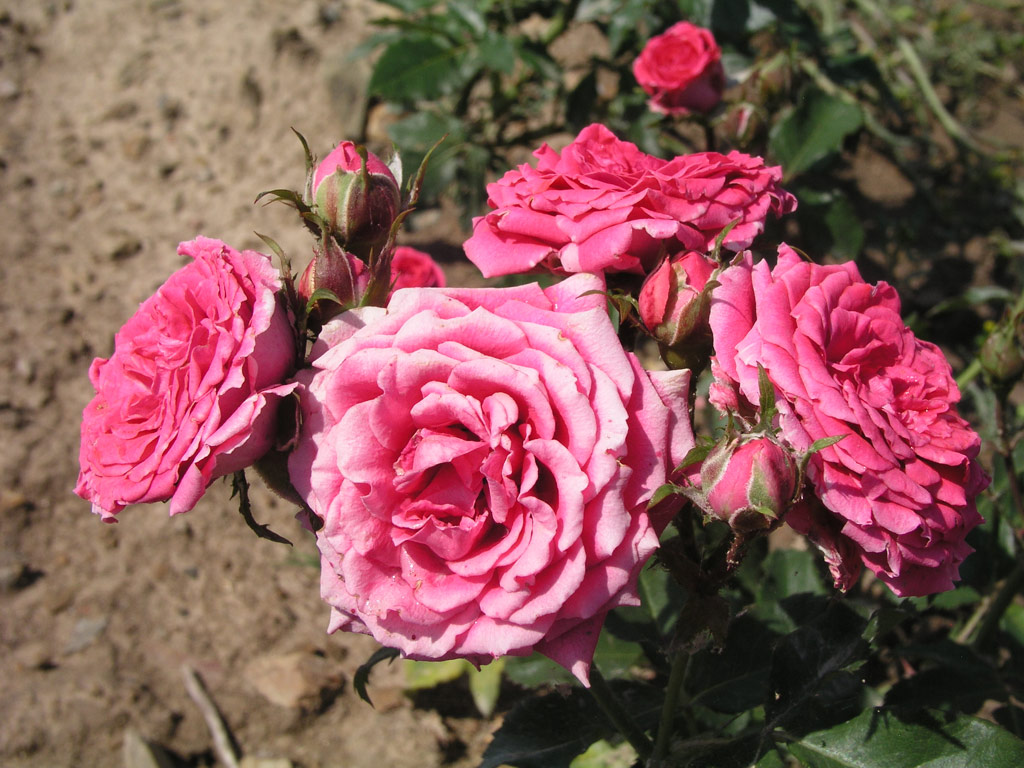 růže Marimba