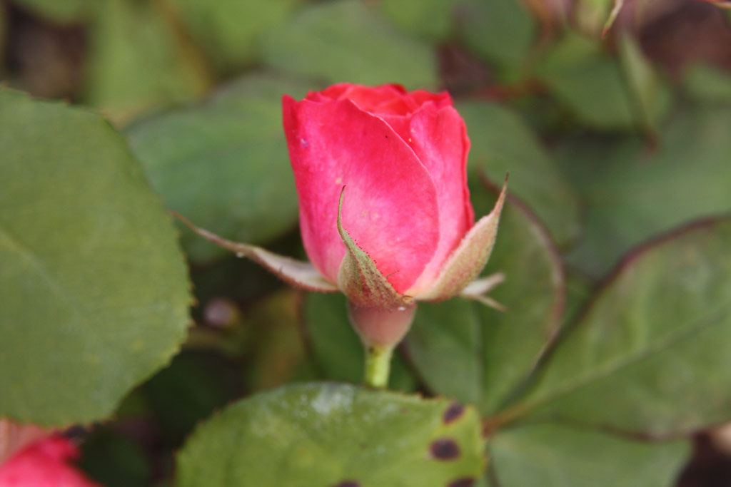 růže Marion