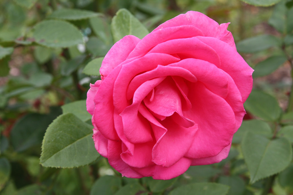 růže Marion Hess