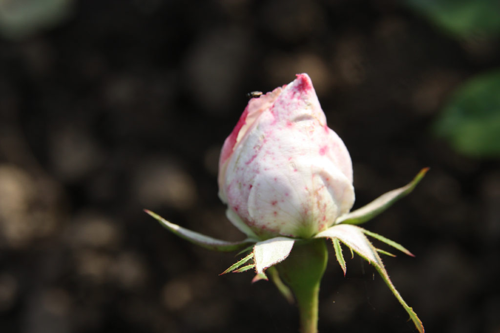 růže Marjorie