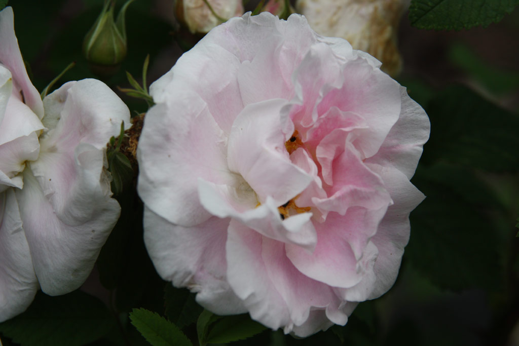 růže Martin Frobisher