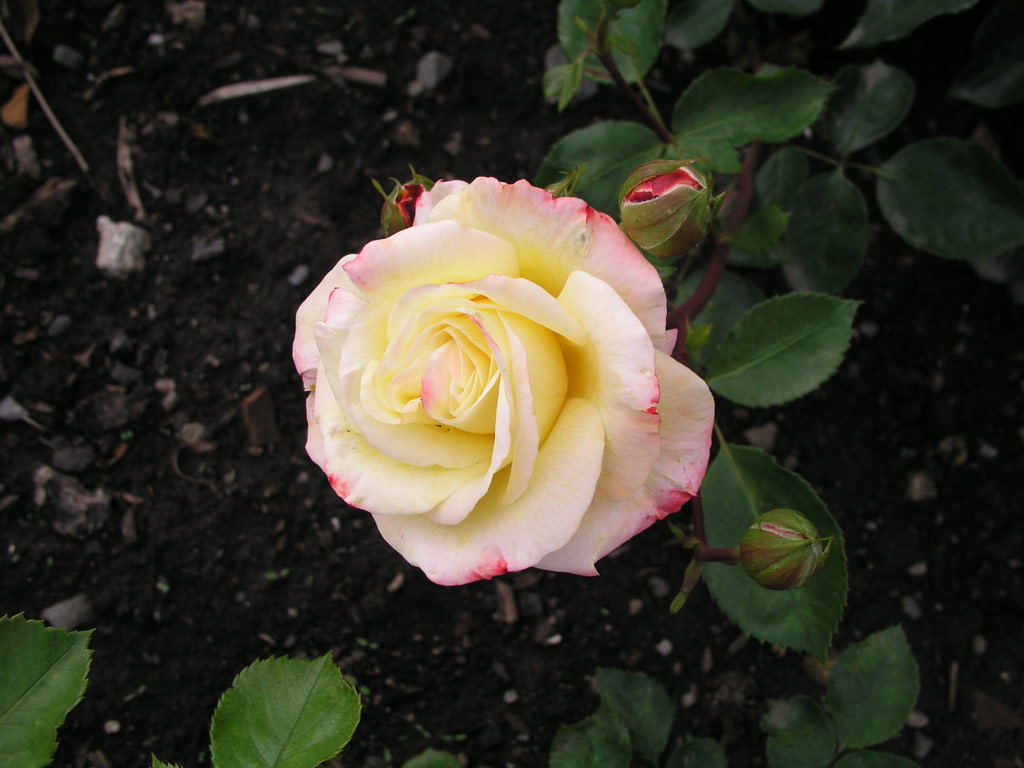 růže Martina (Urban)
