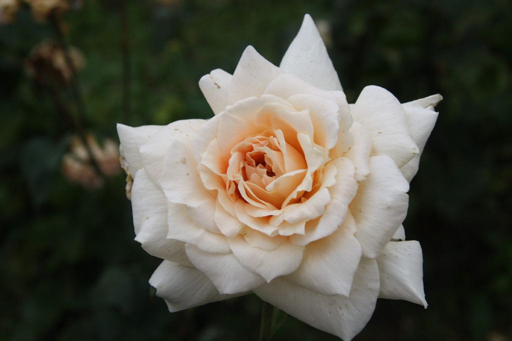 růže Mrton ron Emlke