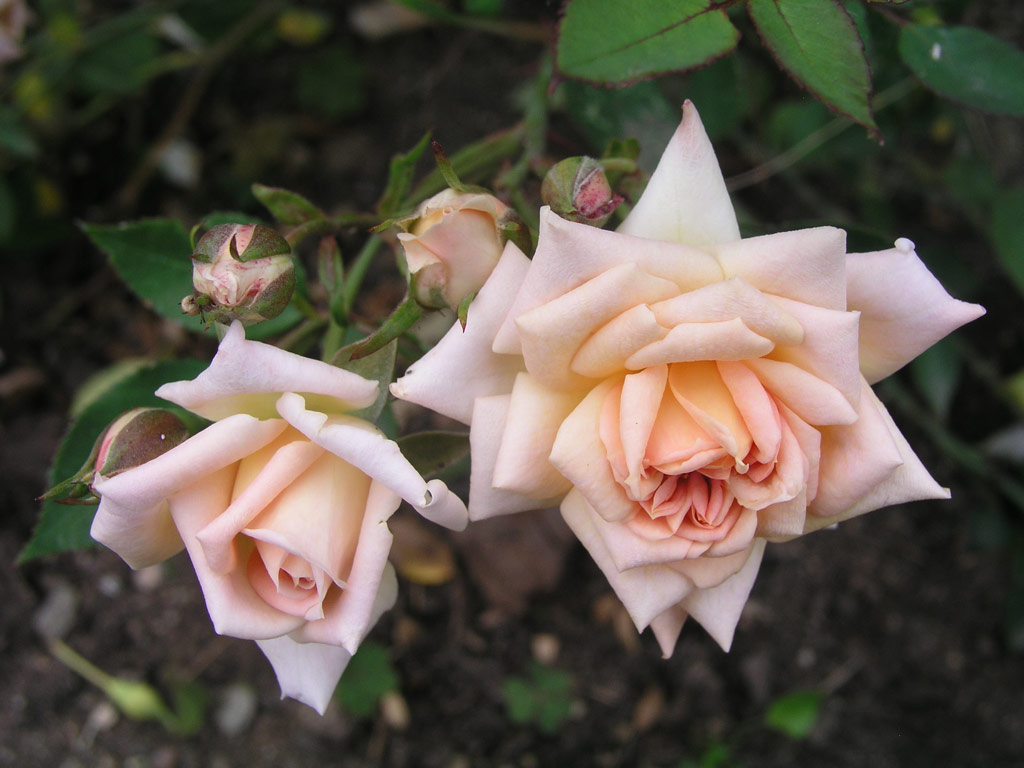růže Mary Adair