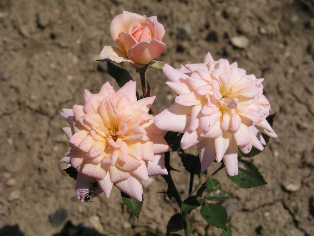 růže Mary Adair