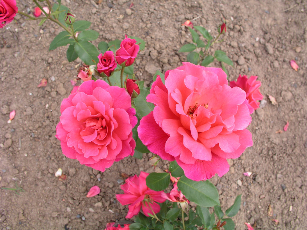 růže Mary Hart