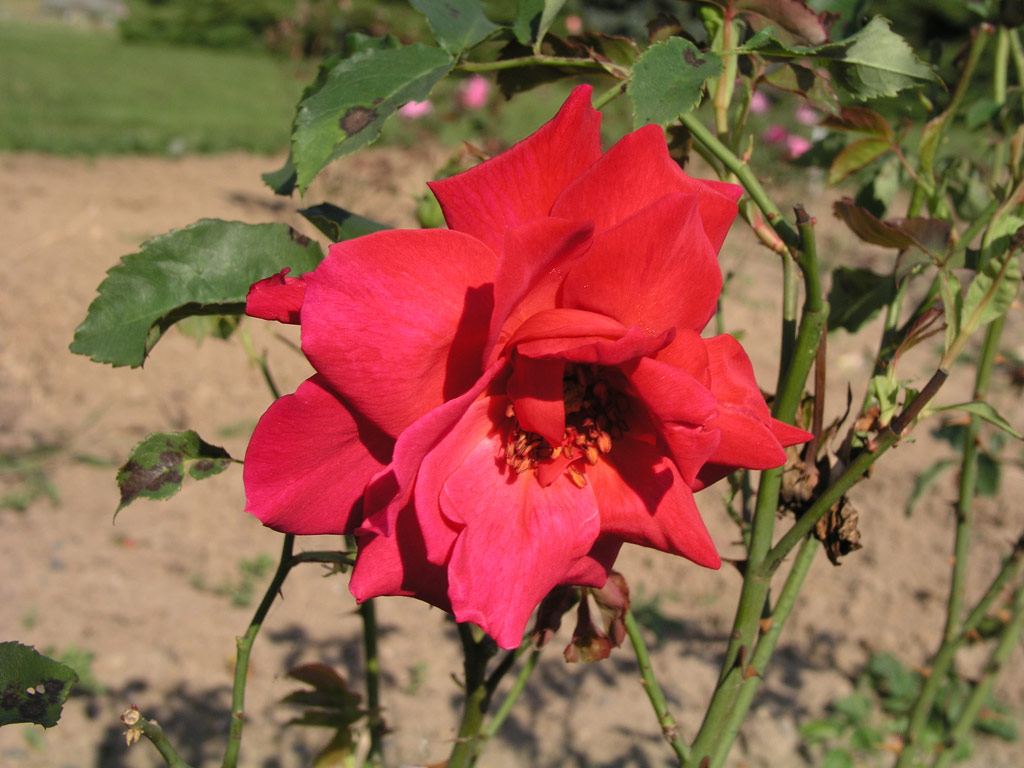 růže Mary Hart