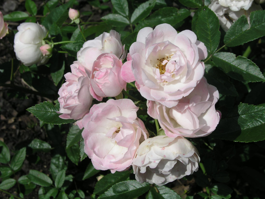 růže Mary Koster
