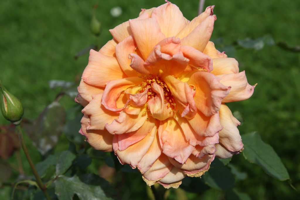 růže Mary Mulligan