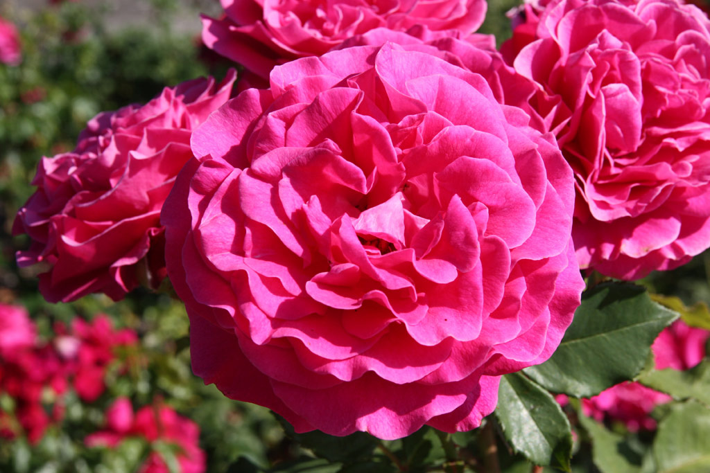 růže Mary Pope (Kordes)
