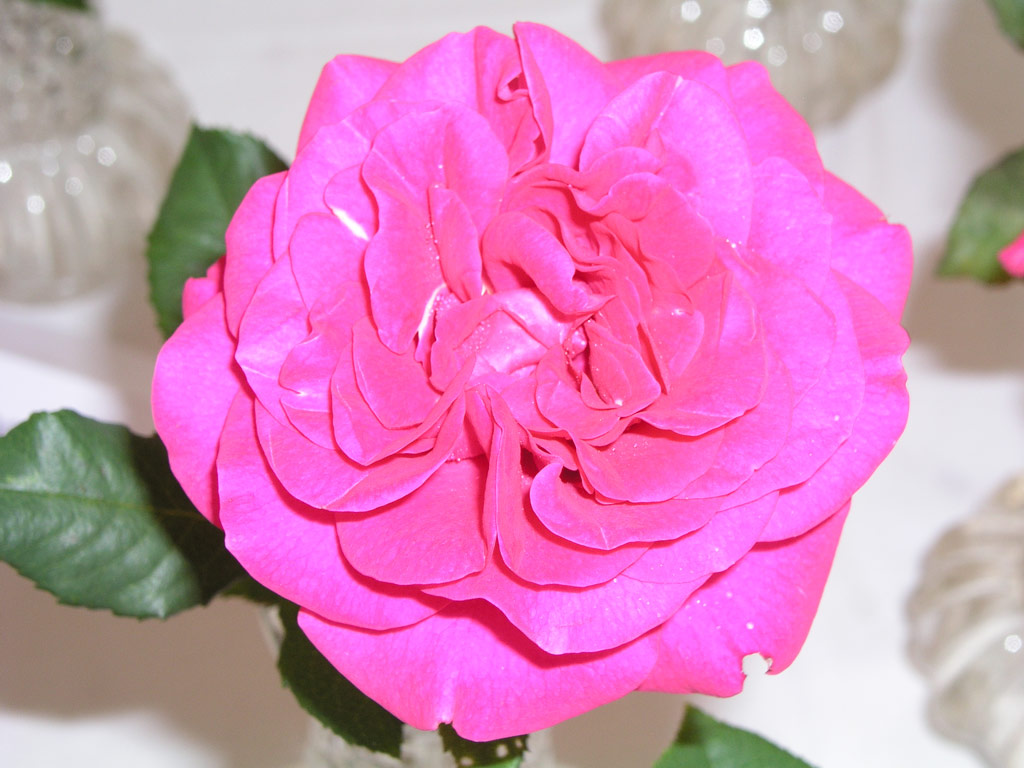 růže Mary Pope (Kordes)