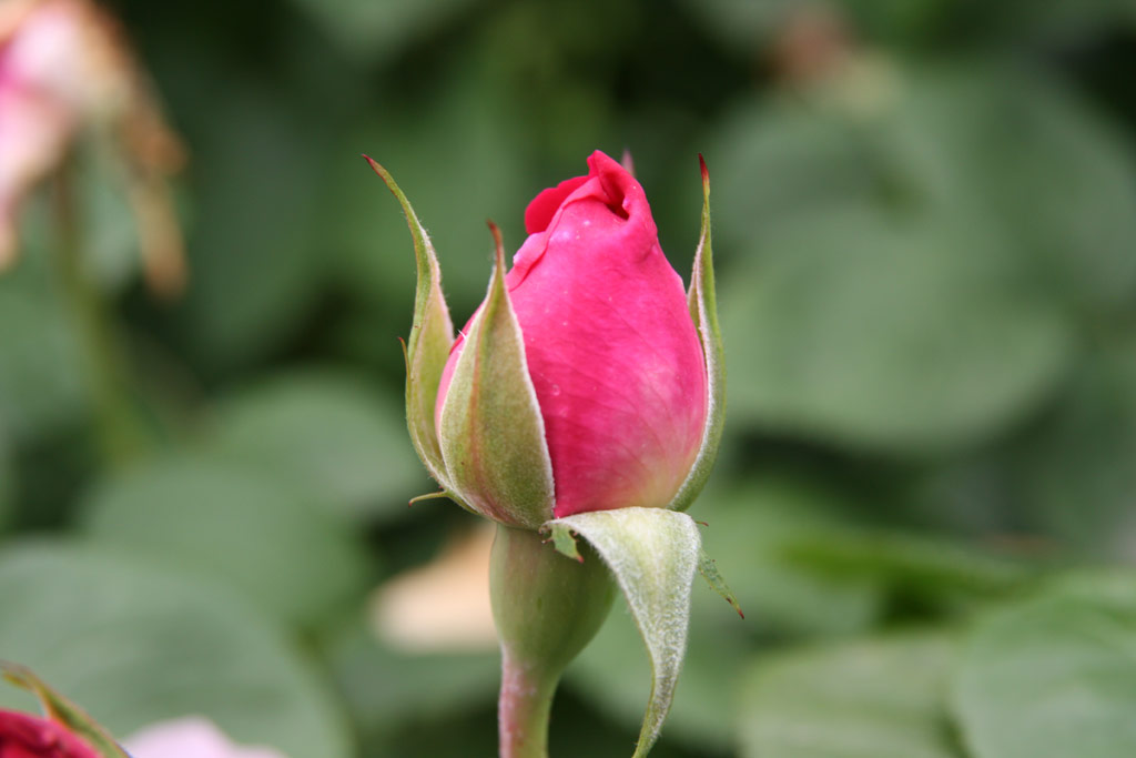 růže Mary Rose