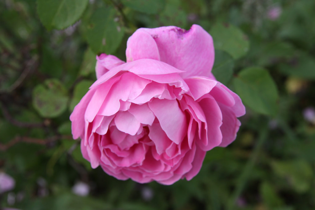 růže Mary Rose