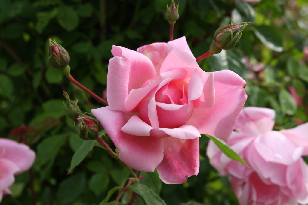 růže Mary Wallace