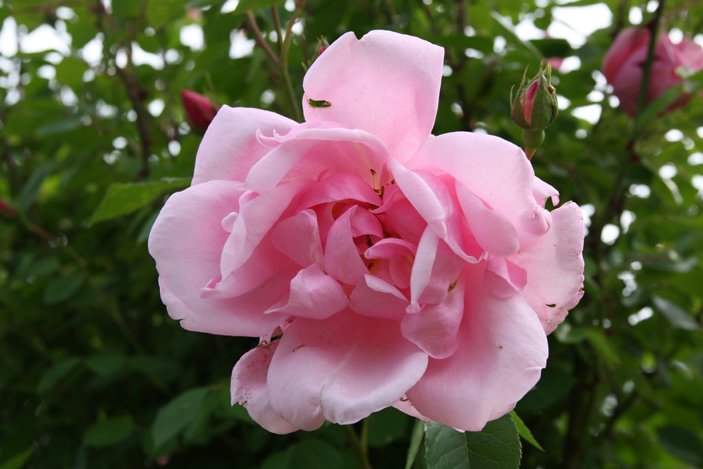růže Mary Wallace
