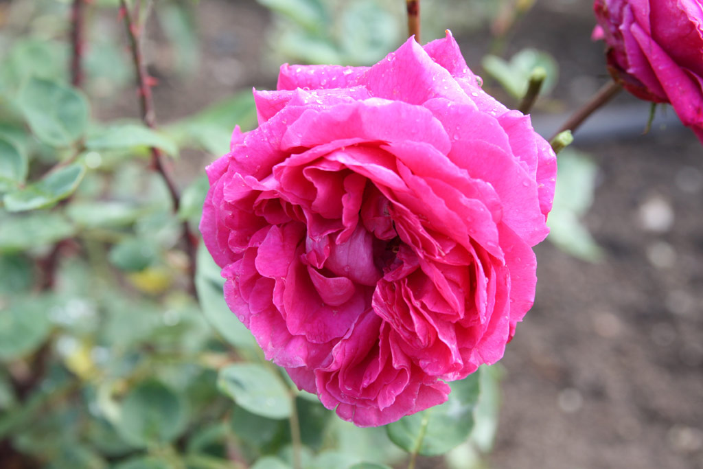 růže Masarykova Jubilejn�