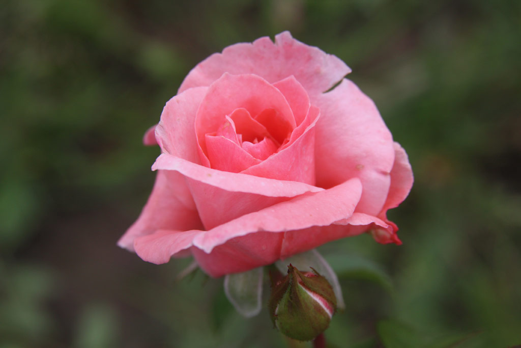 růže Masonyi Mihly