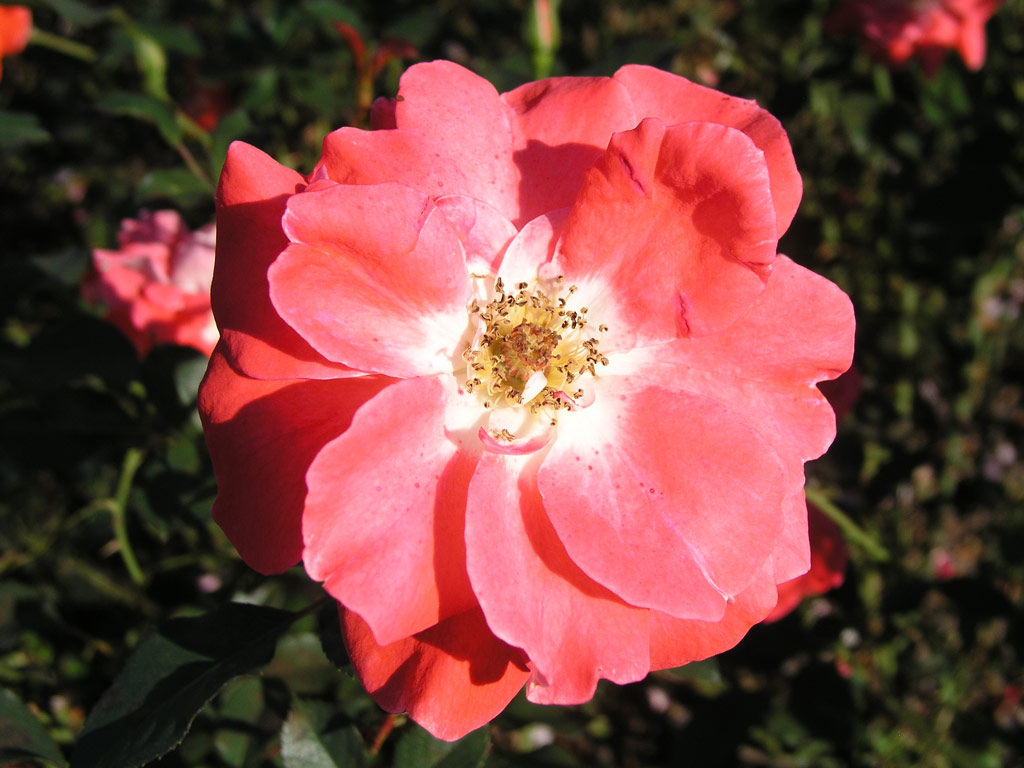 růže Matangi
