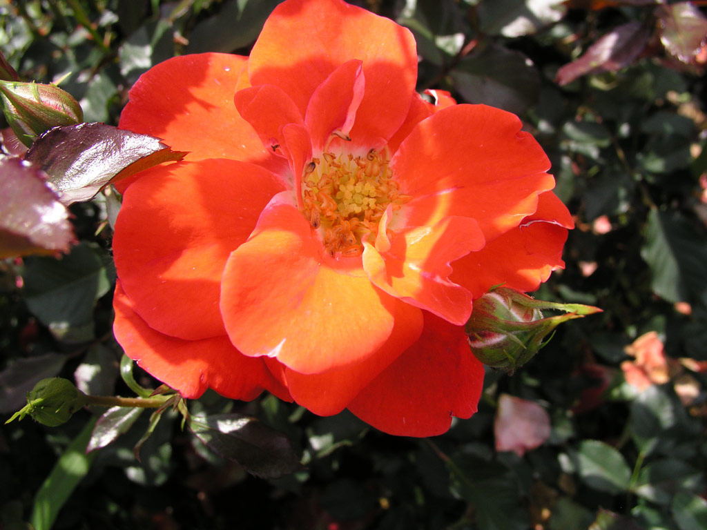 růže Matangi