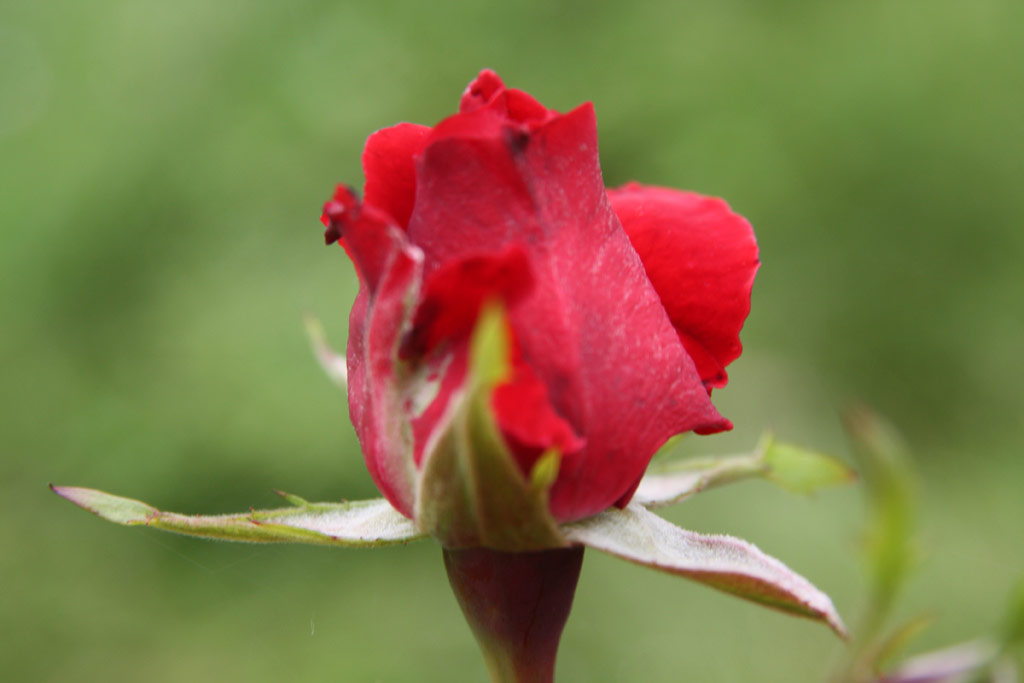 růže Mathias Rex