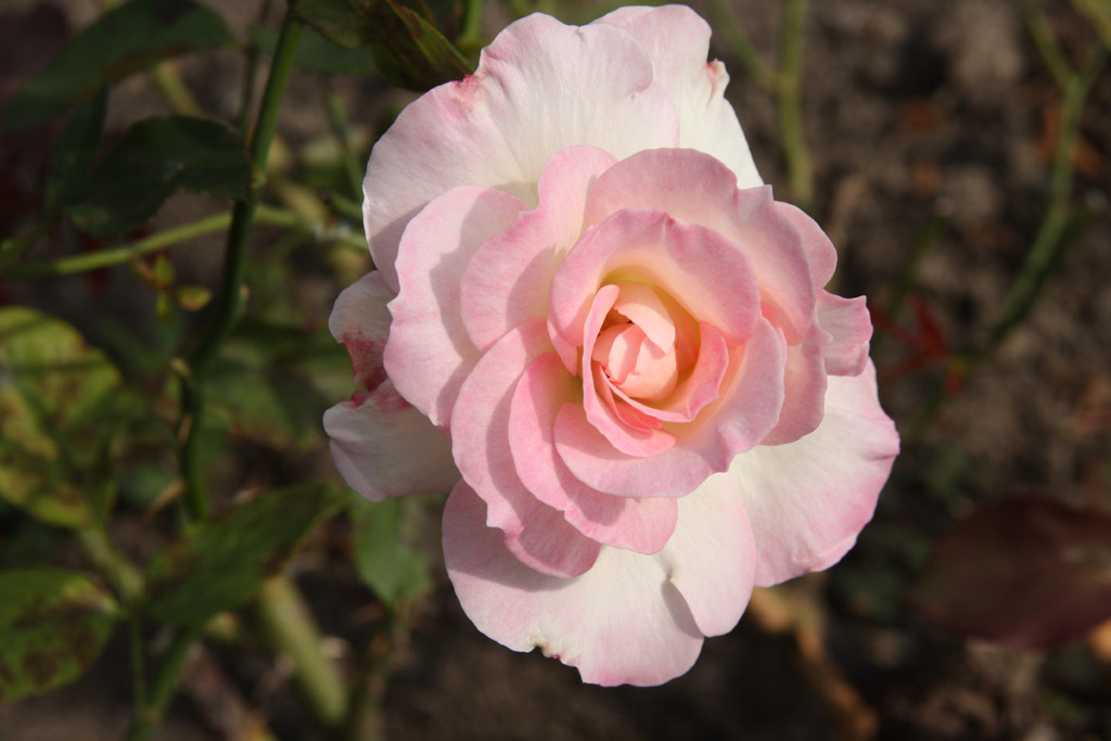 růže Matilda