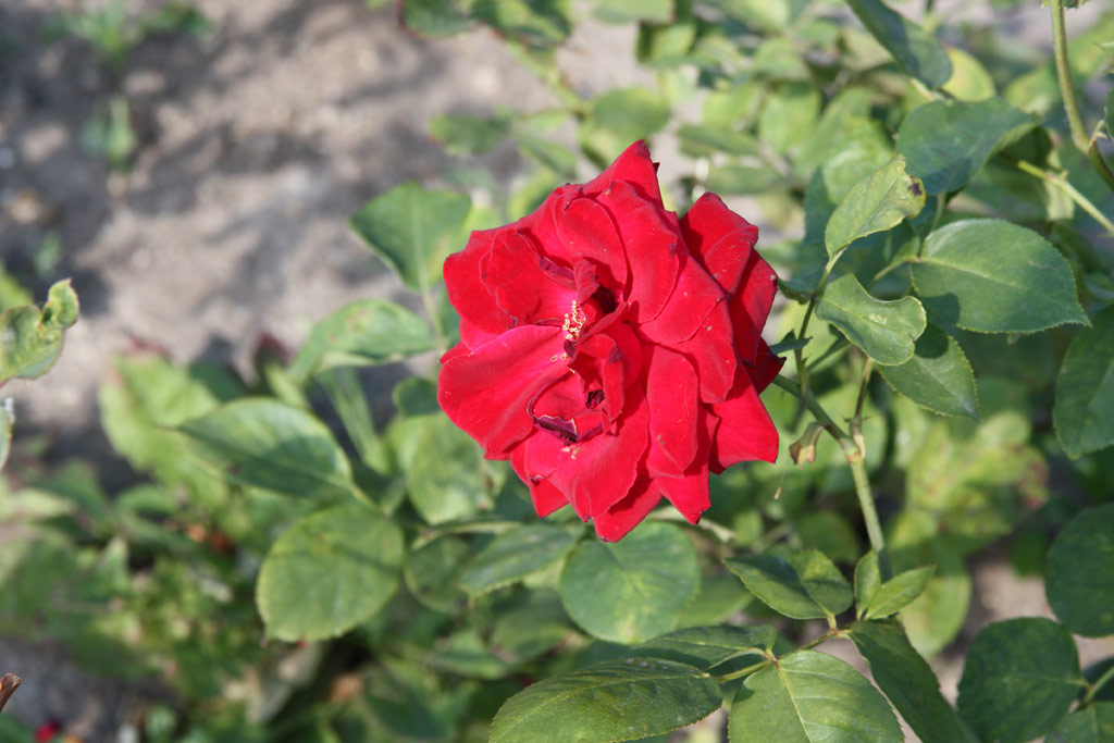 růže Maurice Chevalier
