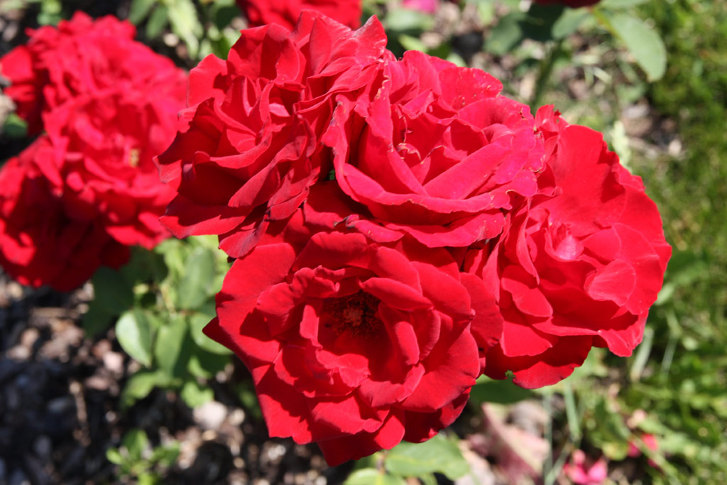 růže Maurice Chevalier