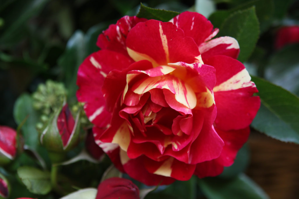 růže Maurice Utrillo