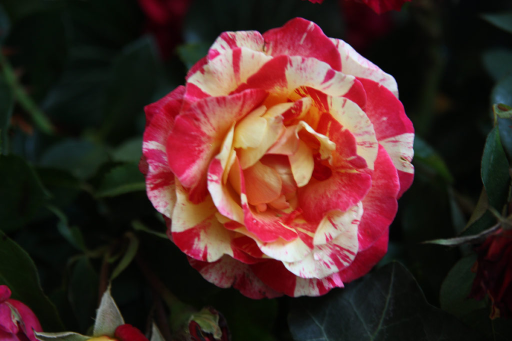 růže Maurice Utrillo