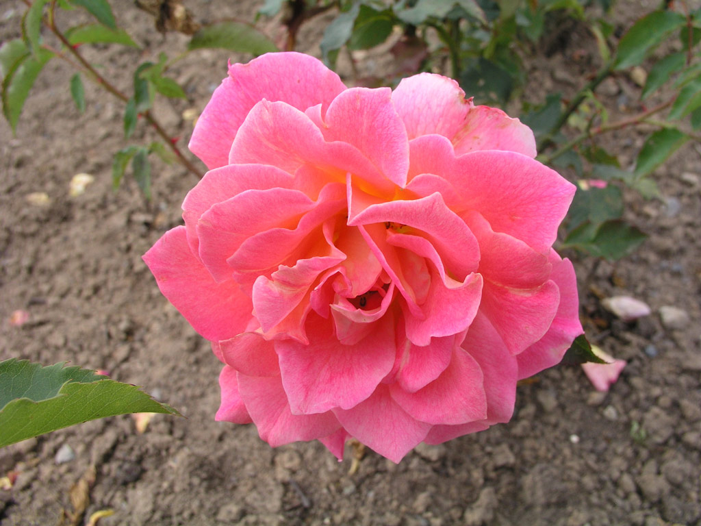 růže Max Krause