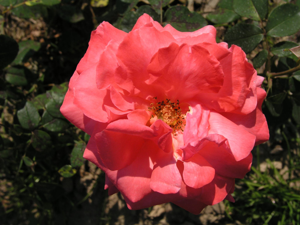 růže Max Schmeling