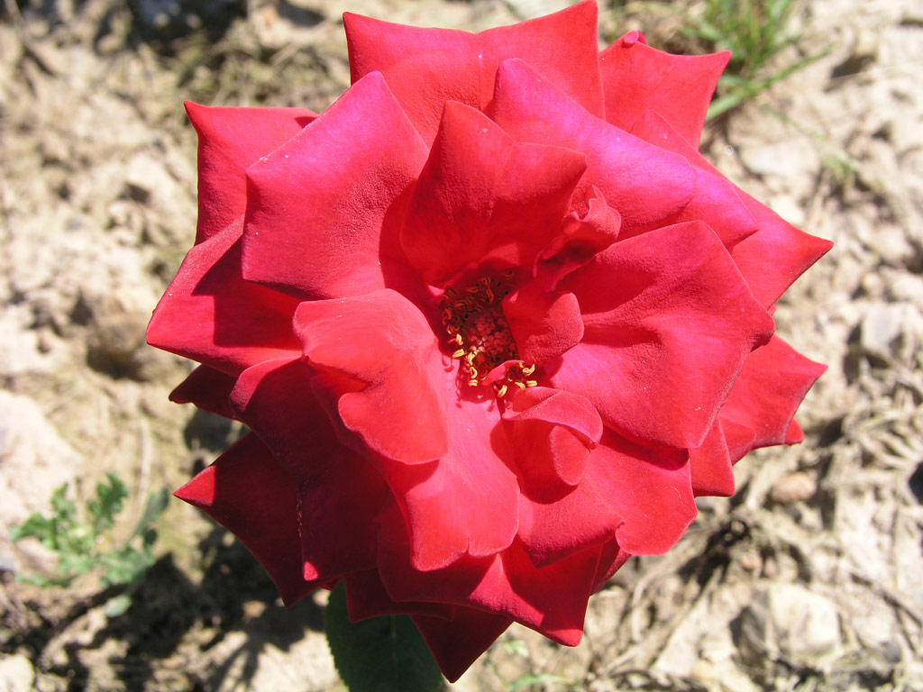 růže Max Schmeling