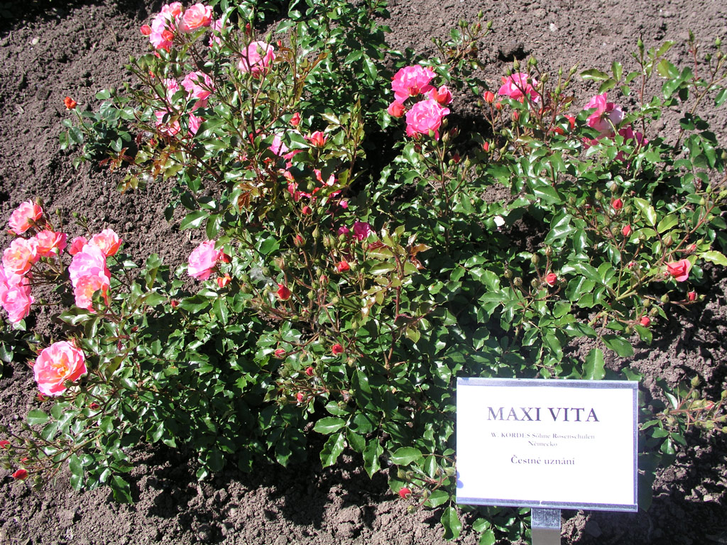 růže Maxi Vita