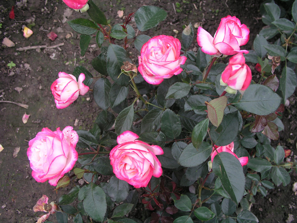 růže Maxim (1993)