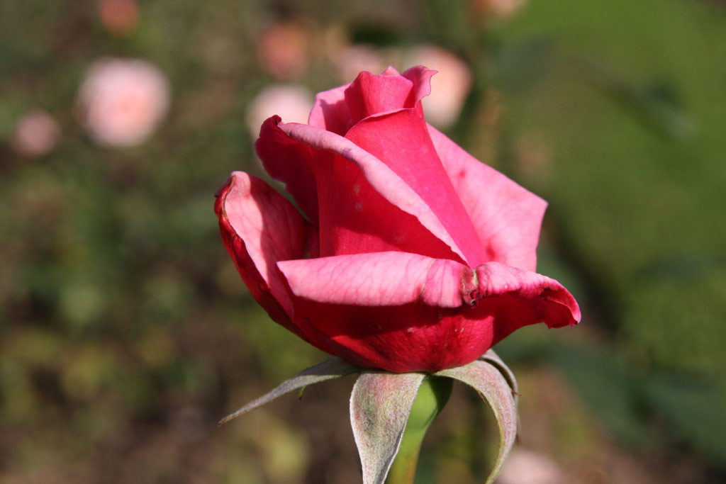 růže Mazowsze