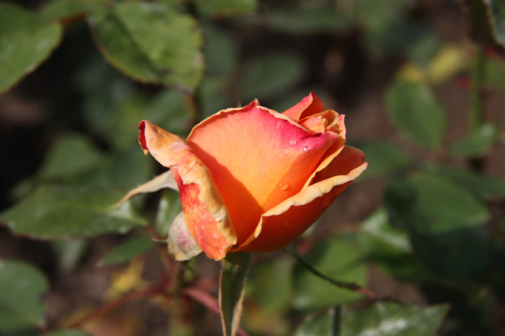 růže Mc Gredys Orange