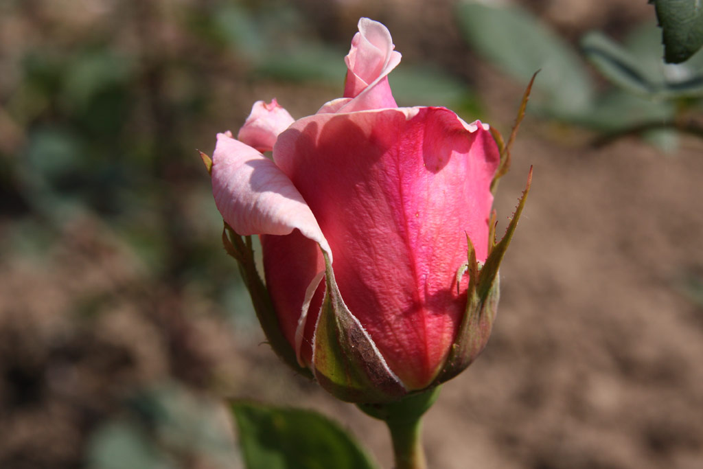 růže Mc Gredys Pink