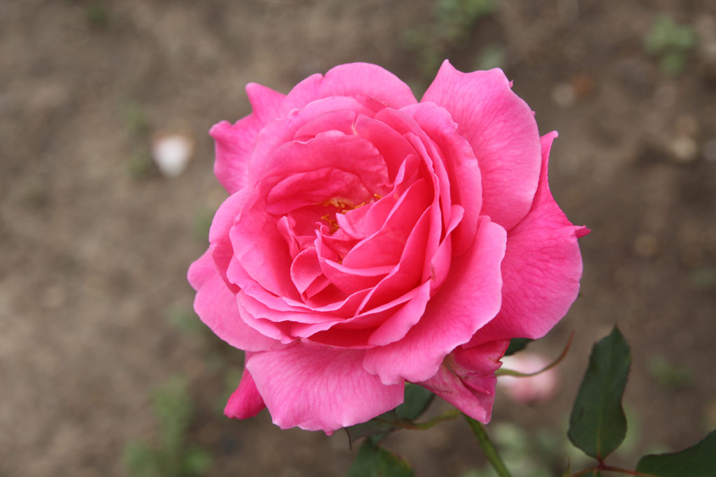růže Mc Gredys Pink