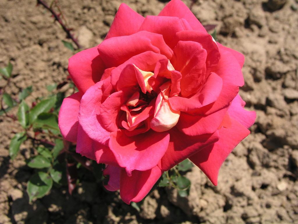 růže Mc Gredy�s Triumph