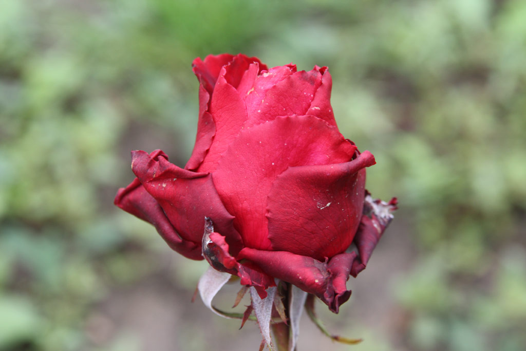 růže Medgyes
