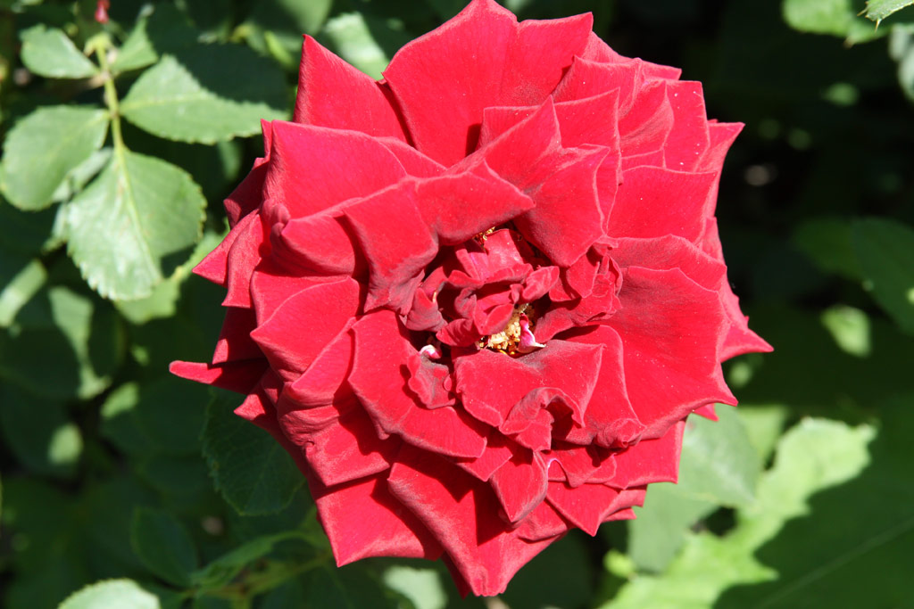 růže Medialis