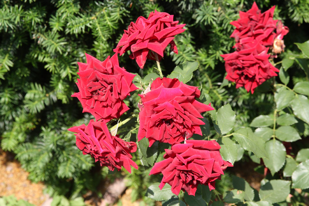 růže Medialis