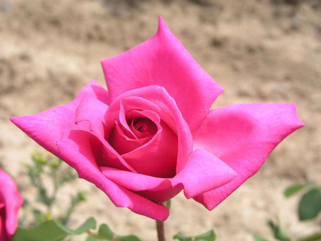 růže Meduse