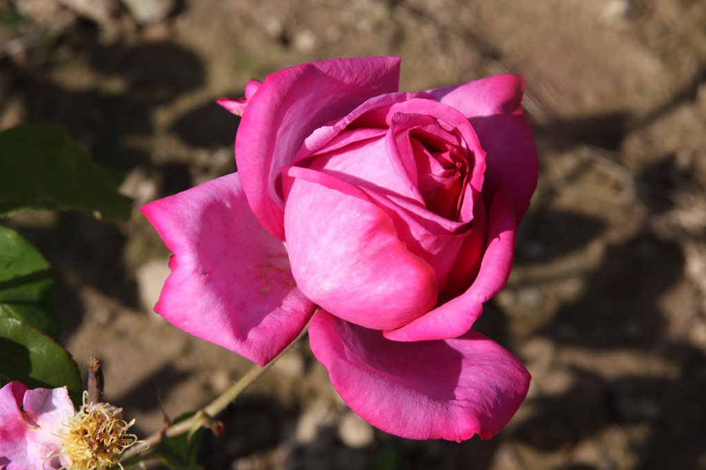 růže Meduse