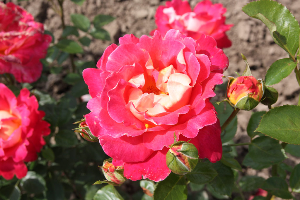 růže Meilland Decor Rose